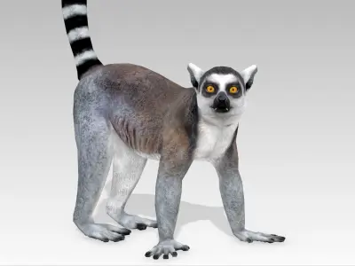 Ring-tailed lemur Low-poly 3D model
