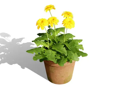 South African Glorious Patio Gerbera Low-poly 3D model