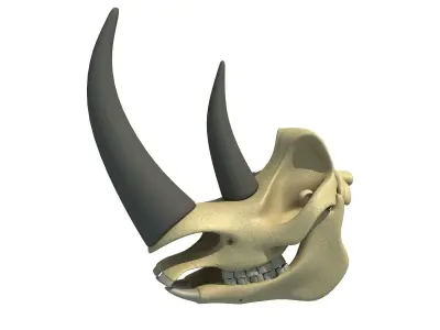 Rhino Skull 3D model
