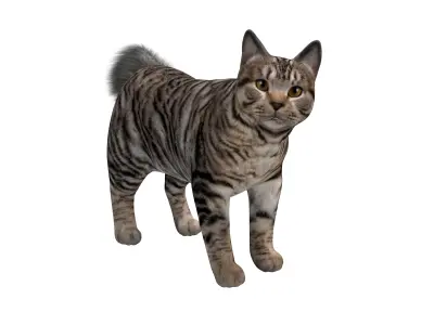 Kurilian Bobtail Cat Low-poly 3D model