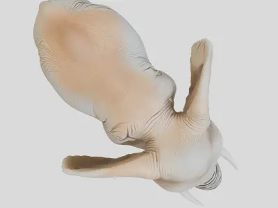 African Elephant Realistic 3D Model Low-poly 3D model