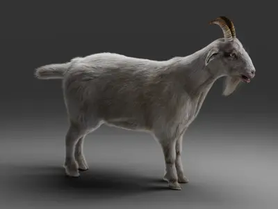 Fur Goat 02 Rigged and Animation in Blender Low-poly 3D model