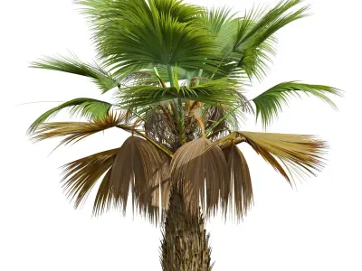 New Plant Pritchardia Pacifica Small Garden Decorative Tree 3D model