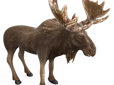 Moose cartoon 3D model