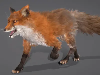 Red Fox 3D model purchase