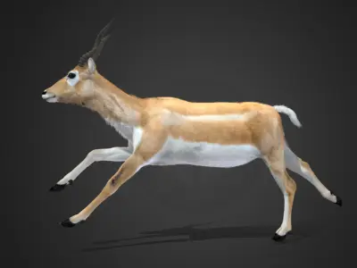 Young Blackbuck Realistic Animated 3D model
