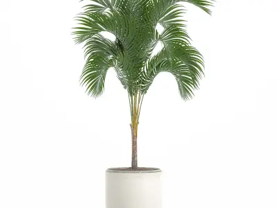 Decorative palm in a white flowerpot 516 3D model