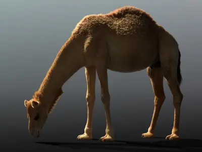 Camel Animated  3D model
