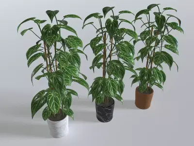 Pot Tropical Plant 1 Low-poly 3D model