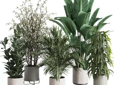 indoor plant set 372 plant ficus rubbery tree palm Low-poly 3D model