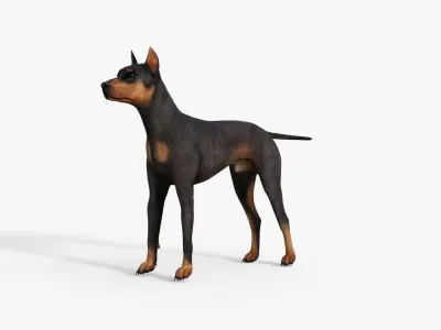 Doberman 3D Dog Rigged 3D model