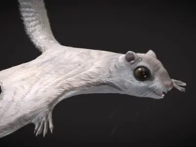 Siberian flying squirrel Low-poly 3D model