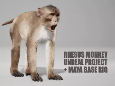 Rhesus Monkey Rig UNREAL project   Maya base rig 3D model