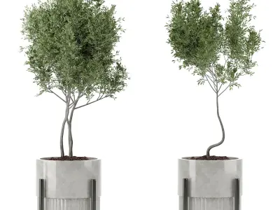 indoor plant 43 3D model