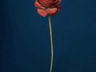 XfrogPlants Buttercup 3D model