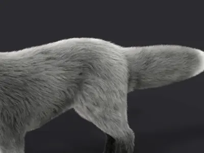 Fur Gray Fox Model Low-poly 3D model