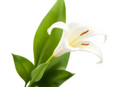 Longiflorum Lily Elegant Petals model pack Low-poly 3D model