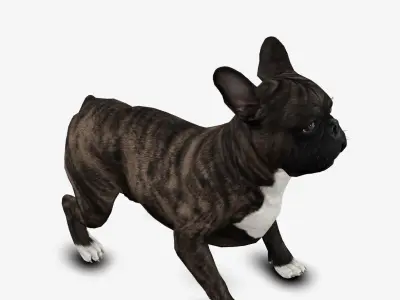 Dog French Bulldog Low-poly 3D model