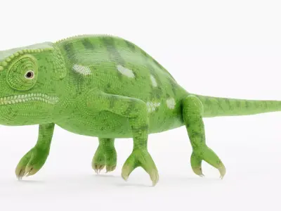 -Flap Necked Chameleon - Chamaeleo Dilepis- 3D model