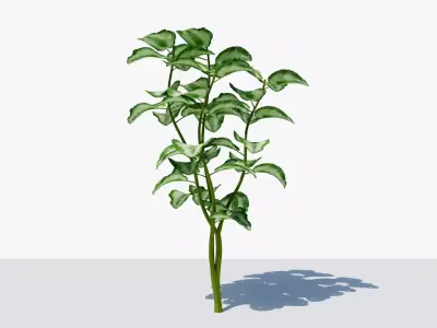 Tropical Plant Low-poly 3D model