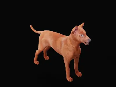 Thai Ridgeback Puppy Dog Breed 3D model
