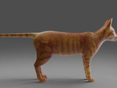 Cat Yellow V3 Rigged and Animated Low-poly 3D model