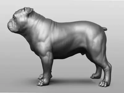 Dog breed collection  8 types of dogs 3D model