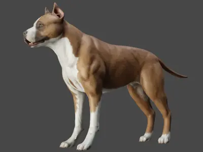 DOG - PITBULL Low-poly 3D model