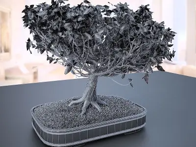 American Elm Bonsai Tree 001 - Ulmus americana 3D model