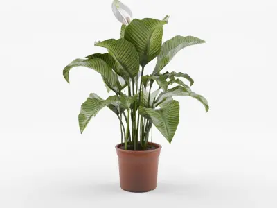 Collection-4 of House Plant 3D Models - 5 Models