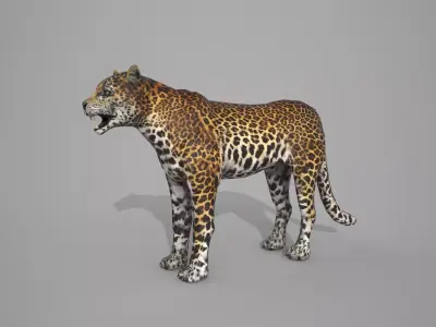 Leapord jaguar 3D model