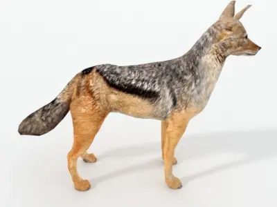 Jackal coyote Low-poly 3D model