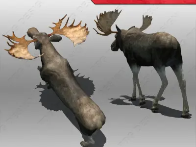 Moose Animated 3D model