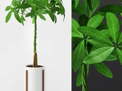 Umbrella Plant - Schefflera 3D model