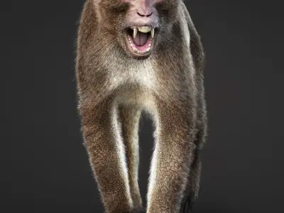 Rhesus Monkey Static Xgen core 3D model