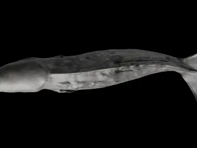 Sperm Whale 3D model