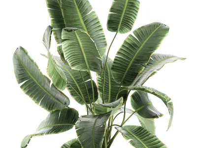 Decorative banana palms in flower pots for the interior 588 3D model