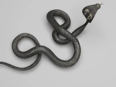 Cobra Snake 3D model