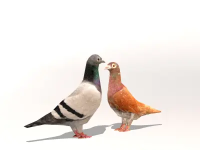 Two Pigeons Low-poly 3D model