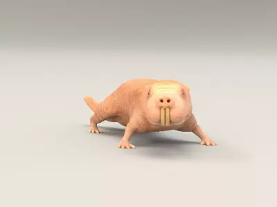 Naked Mole Rat Low-poly 3D model
