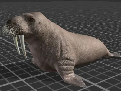 Walrus Low-poly 3D model