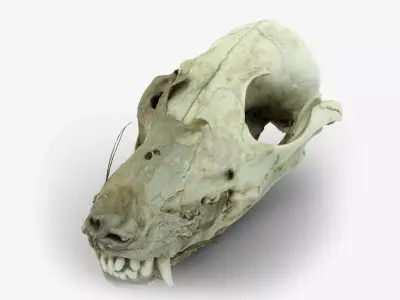 Canine Skull 3D model