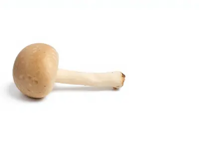 Puffball Mushroom Realistic Model Pack Low-poly 3D model