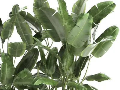 Banana bush in a pot for the interior 866 3D model