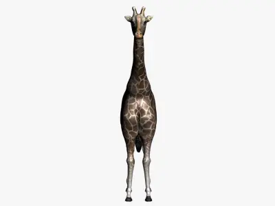 giraffe with clean topology and nice texture  3D model