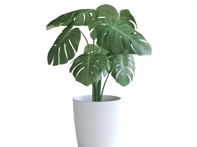 Monstera Plant II 3D model