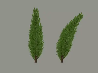 Tall Tree 3D model