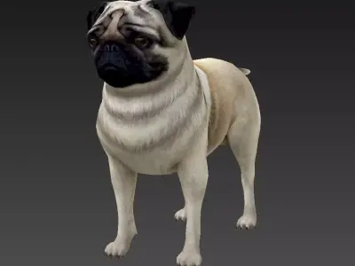 Sharpei pug Low-poly 3D model