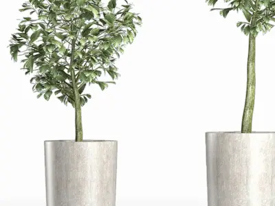 Plants Collection 145 Sageretia Theezans 3D model