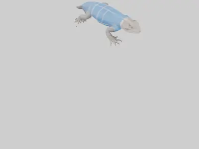 Bluetongue Skink resting model 3D model